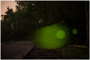 20170407溪頭鹿谷螢火蟲現況