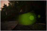 20170407溪頭鹿谷螢火蟲現況