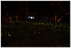 20190403溪頭鹿谷螢火蟲現況