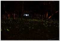 20190403溪頭鹿谷螢火蟲現況