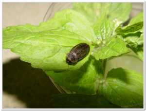 螢火蟲-雲南扁螢