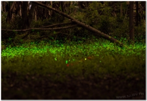 20210416溪頭鹿谷螢火蟲現況