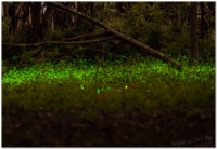 20210416溪頭鹿谷螢火蟲現況