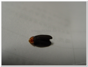 螢火蟲-赤腹窗螢