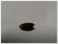 螢火蟲-赤腹窗螢