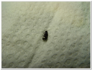 螢火蟲-暗褐脈翅螢