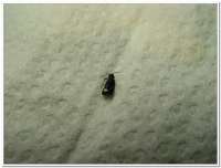 螢火蟲-暗褐脈翅螢