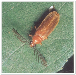 螢火蟲-雙色垂鬚螢