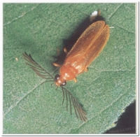 螢火蟲-雙色垂鬚螢