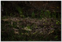 20180329溪頭鹿谷螢火蟲現況