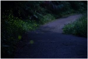 20170505溪頭鹿谷螢火蟲現況