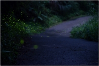 20170505溪頭鹿谷螢火蟲現況