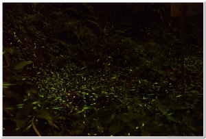 20160503溪頭鹿谷螢火蟲現況