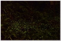 20160503溪頭鹿谷螢火蟲現況