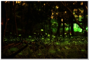 20160406溪頭鹿谷螢火蟲現況