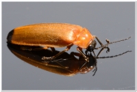 螢火蟲-大端黑螢