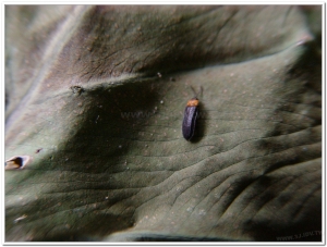 螢火蟲-姬脈翅螢