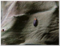 螢火蟲-姬脈翅螢